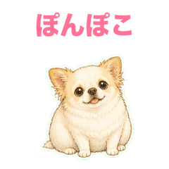 ぽっちゃりチワワのまったり日常