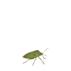 【小さく表示される】カメムシ