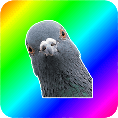 BIG! 【ミックス】鳩３