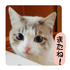 ねこの「だいふくちゃん」