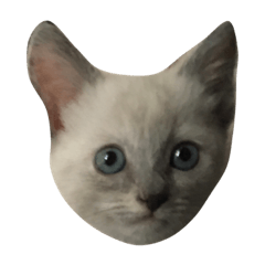 ぼーろのすたんぷ