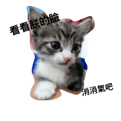 Milk dog and Cocoa cat