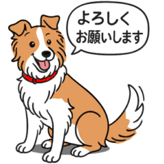 ボーダーコリー(レッド＆ホワイト)