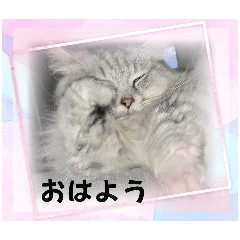 ミヌエット　マンチカン　長毛　短足