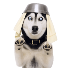 おもしろ犬 （NT）