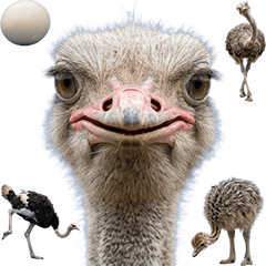 ダチョウ　実写