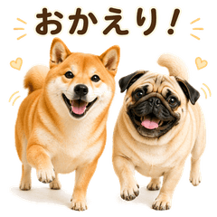 シバとパグ 日常会話編