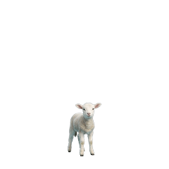 【小さく表示される】ひつじの赤ちゃん