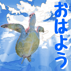 ウミガメ大好き　２。沖縄行きたい！