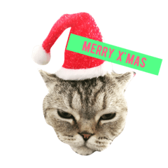 Marueycat the moody cat