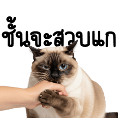 Tutta, a fat Thai cat