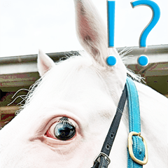 アオラキfamily実写BIGスタンプ第1弾