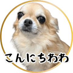 こんにチワワ　だよ