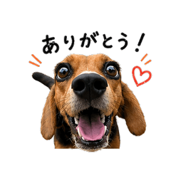 ビーグル犬だワン！