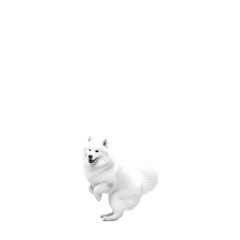【小モノ】サモエド