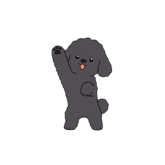 動く！トイプードル（ブラック・文字なし）