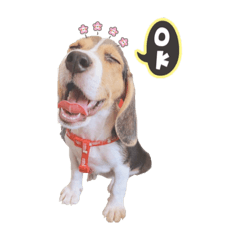 Beagle-Milu part 2