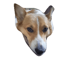 corgy