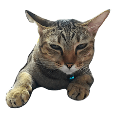 Hello every day : Pui The Cat