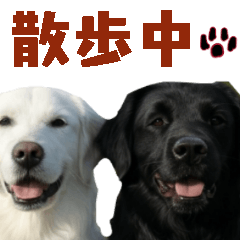 可愛い毎日使えるゴールデンレトリバー