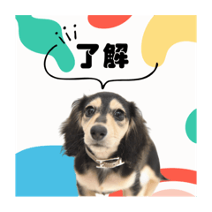 カニンヘンダックスフンド♡PALU