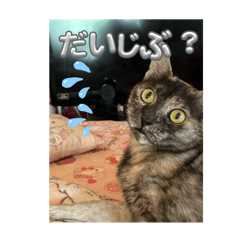 私の愛する保護猫達２