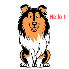 My Collie's Daily Life