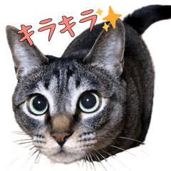 猫スタンプで気持ちを伝える②