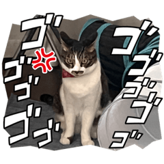 わらびちゃんあにょはせよ