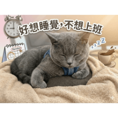Dusty_British_Shorthair