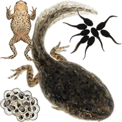 おたまじゃくし　実写