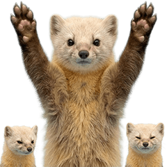 冬毛のテン　実写