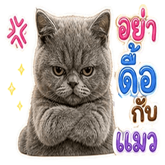 Gray Cat : Don't be naughty with the cat