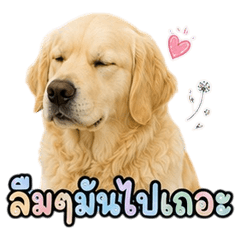 Funny Golden Retriever V.10