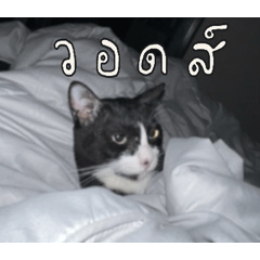 khunnoo nong lookpi MIBOONE krub
