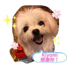 Kiyomi is a Maltese.