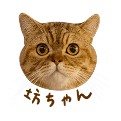 Bou qiang cat life3