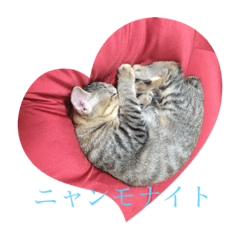北川家のお猫様（いちご）#1