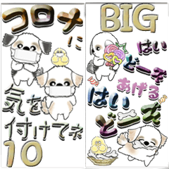 【Big】新シーズー犬10『いつもの言葉』