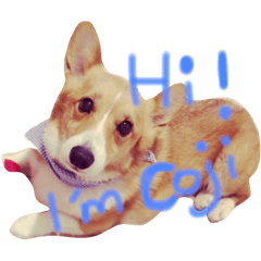 Koji the corgi