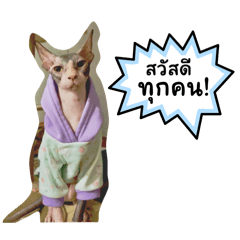 Polite Sphynx Cat(Quebec)