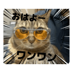 動いてる愛しのみーこ4