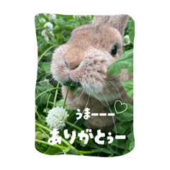 その@ありがとぅ　さくらの○ピーター⭐︎