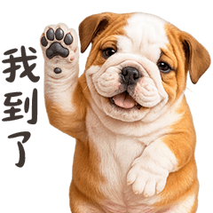 English Bulldog Life