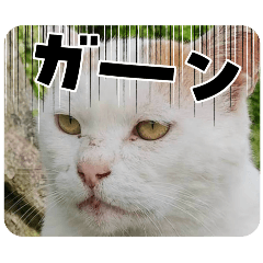 でぶシロ猫BOSS様の日常会話