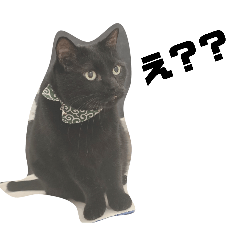 にゃーすとむぎ