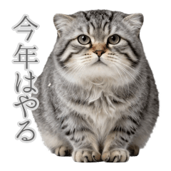 無表情マヌルネコの熱すぎる抱負