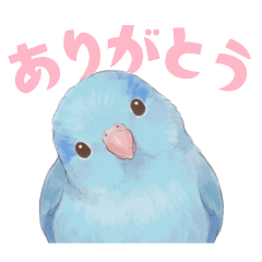 マメルリハ【ブルー】