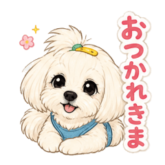 マルチーズのレオナ１