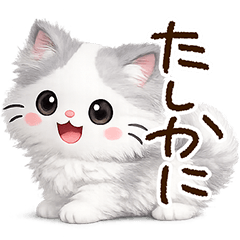 長毛ハチワレ
